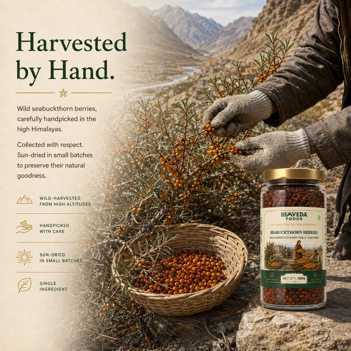 Premium Sea Buckthorn Berries, 100g (Dried Seabuckthorn)