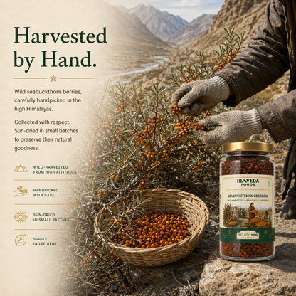Premium Sea Buckthorn Berries, 100g (Dried Seabuckthorn)