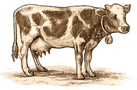 MILK