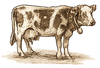 OUR OWN
ANIMALS